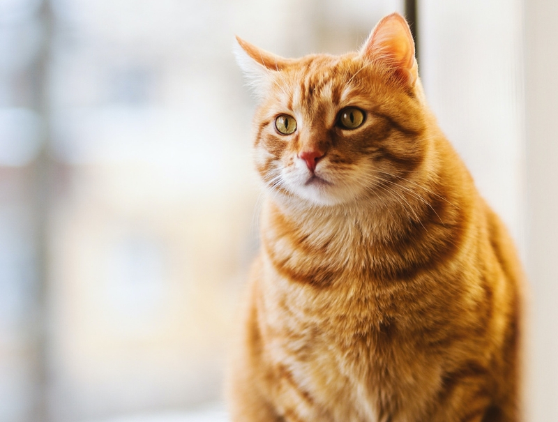 Columbia Veterinary Clinic Policies