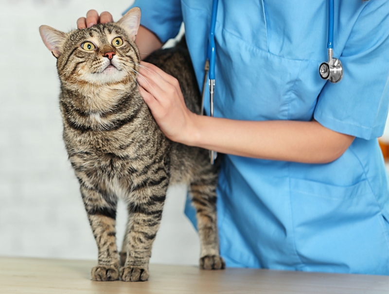 Veterinary Jobs in St. Helens