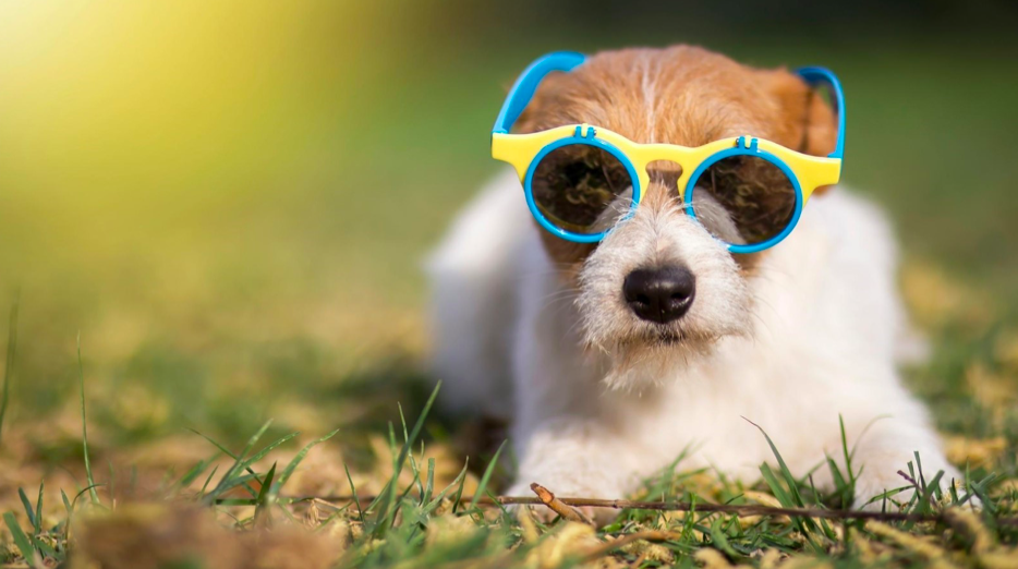 keeping your pet safe during hot weather